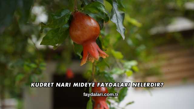 Kudret Narı Mideye Faydaları Nelerdir?