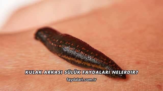 Kulak Arkası Sülük Faydaları Nelerdir?