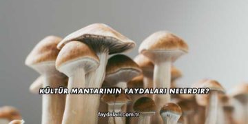 Kültür Mantarının Faydaları Nelerdir?