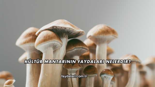 Kültür Mantarının Faydaları Nelerdir?