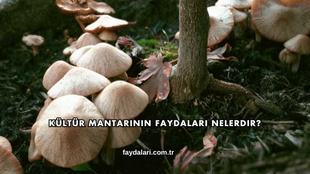 Kültür Mantarının Faydaları Nelerdir?