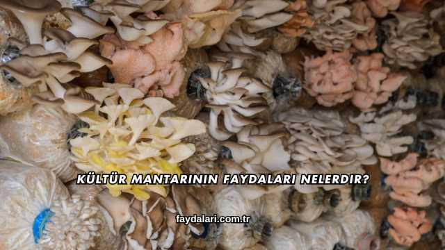 Kültür Mantarının Faydaları Nelerdir?