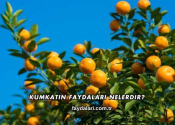 Kumkatın Faydaları Nelerdir?