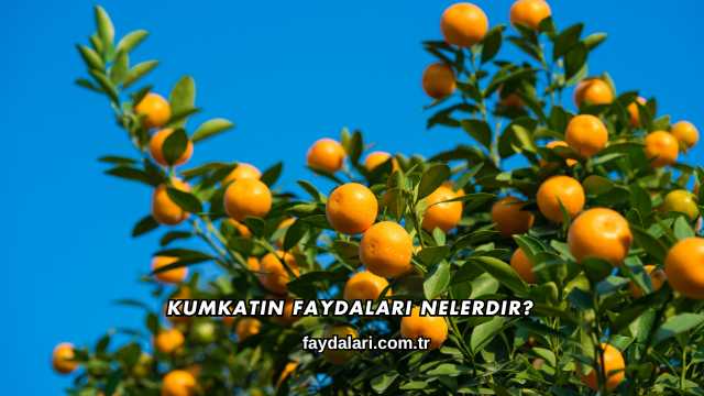 Kumkatın Faydaları Nelerdir?