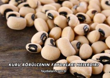 Kuru Börülcenin Faydaları Nelerdir?