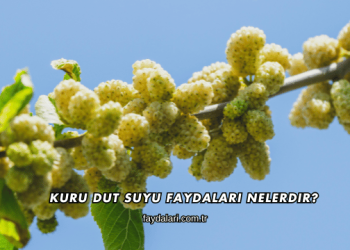 Kuru Dut Suyu Faydaları Nelerdir?