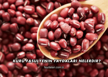 Kuru Fasulyenin Faydaları Nelerdir?