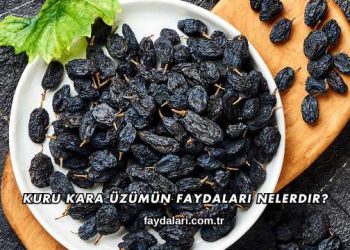 Kuru Kara Üzümün Faydaları Nelerdir?