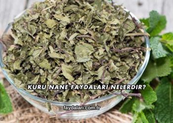 Kuru Nane Faydaları Nelerdir?