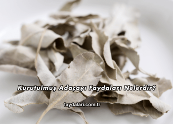 Kurutulmuş Adaçayı Faydaları Nelerdir?