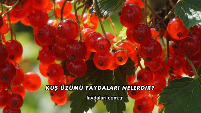 Kuş Üzümü Faydaları Nelerdir?