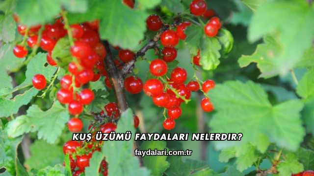 Kuş Üzümü Faydaları Nelerdir?