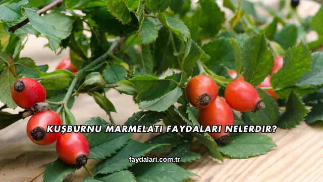 Kuşburnu Marmelatı Faydaları Nelerdir?