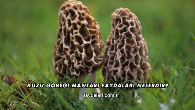 Kuzu Göbeği Mantarı Faydaları Nelerdir?