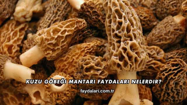 Kuzu Göbeği Mantarı Faydaları Nelerdir?