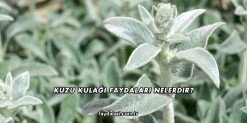 Kuzu Kulağı Faydaları Nelerdir?