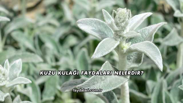 Kuzu Kulağı Faydaları Nelerdir?