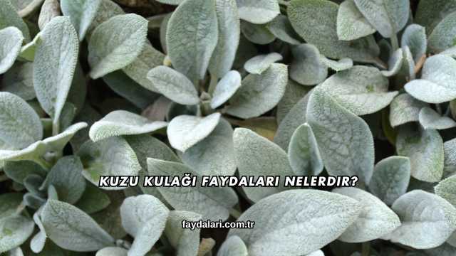 Kuzu Kulağı Faydaları Nelerdir?