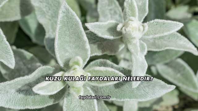 Kuzu Kulağı Faydaları Nelerdir?