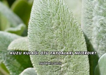 Kuzu Kulağı Otu Faydaları Nelerdir?