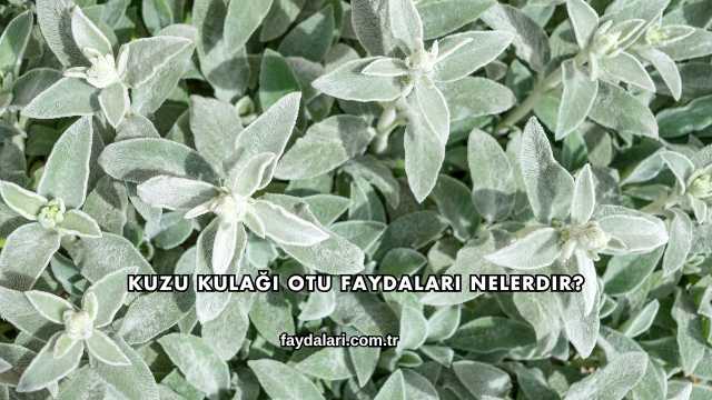 Kuzu Kulağı Otu Faydaları Nelerdir?