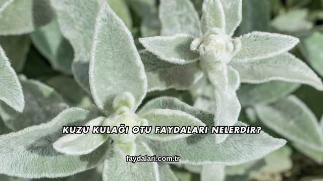 Kuzu Kulağı Otu Faydaları Nelerdir?