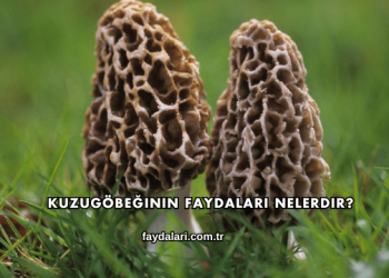 Kuzugöbeğinin Faydaları Nelerdir?