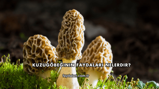 Kuzugöbeğinin Faydaları Nelerdir?