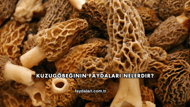 Kuzugöbeğinin Faydaları Nelerdir?