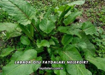 Labada Otu Faydaları Nelerdir?