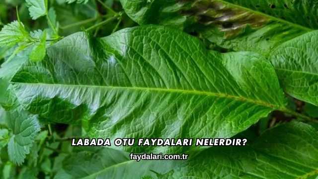 Labada Otu Faydaları Nelerdir?