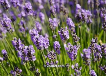 Lavanta Çiçeği Faydaları Nelerdir?