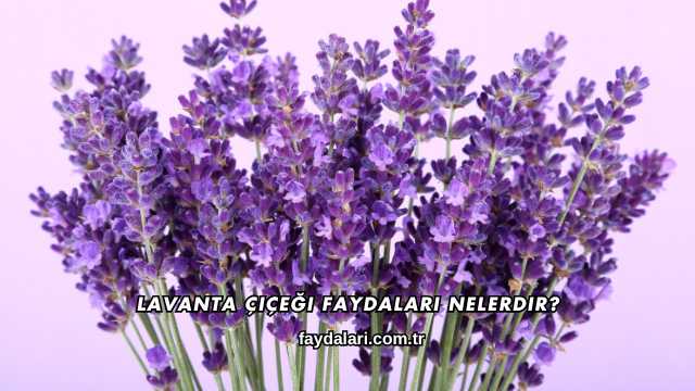 Lavanta Çiçeği Faydaları Nelerdir?