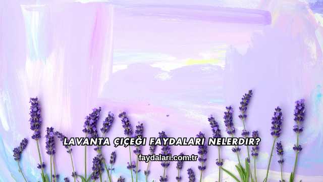 Lavanta Çiçeği Faydaları Nelerdir?