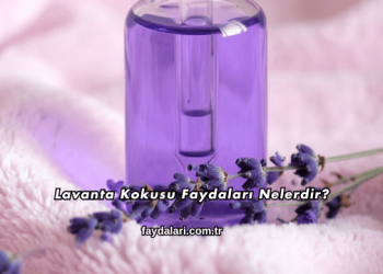 Lavanta Kokusu Faydaları Nelerdir?