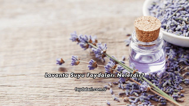 Lavanta Suyu Faydaları Nelerdir?