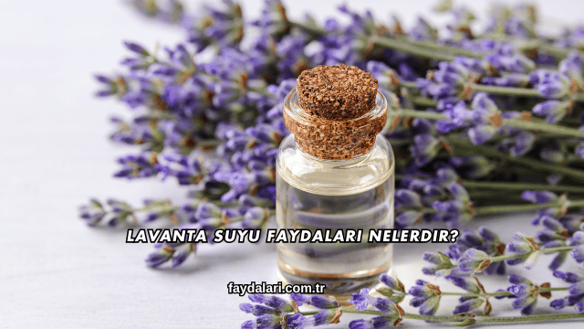Lavanta Suyu Faydaları Nelerdir?