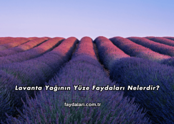 Lavanta Yağının Yüze Faydaları Nelerdir?