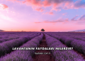 Lavantanın Faydaları Nelerdir