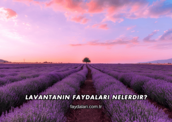 Lavantanın Faydaları Nelerdir