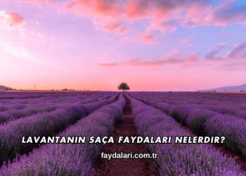 Lavantanın Saça Faydaları Nelerdir?