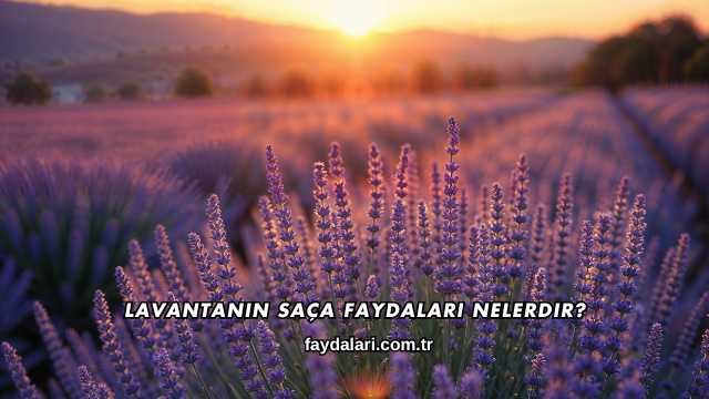 Lavantanın Saça Faydaları Nelerdir?