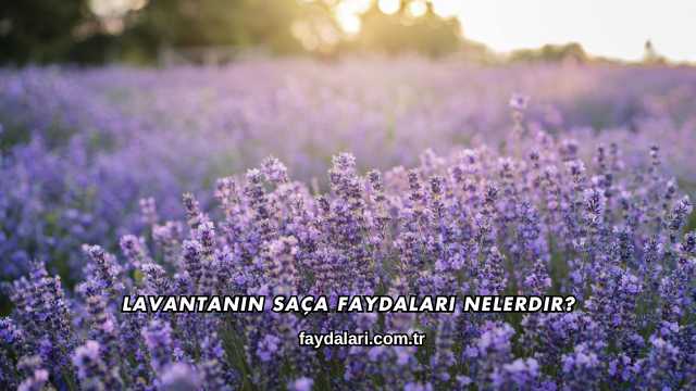 Lavantanın Saça Faydaları Nelerdir?