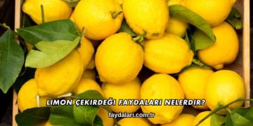 Limon Çekirdeği Faydaları Nelerdir?