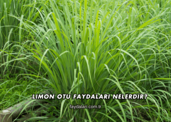Limon Otu Faydaları Nelerdir?