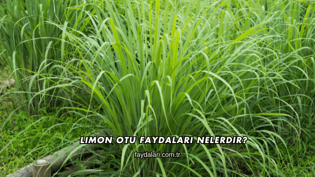 Limon Otu Faydaları Nelerdir?