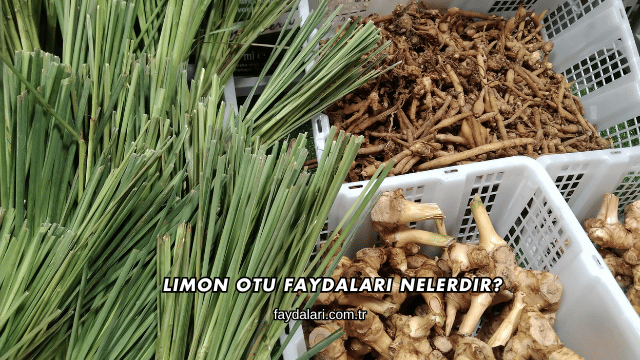 Limon Otu Faydaları Nelerdir?