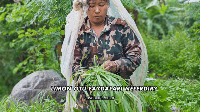 Limon Otu Faydaları Nelerdir?