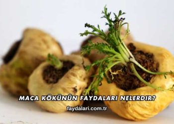 Maca Kökünün Faydaları Nelerdir?