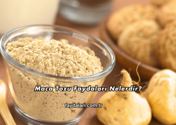 Maca Tozu Faydaları Nelerdir?